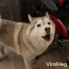 Howling Viralhog GIF - Howling Viralhog Dog GIFs