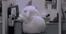 Bunny Sleep GIF - Bunny Sleep GIFs