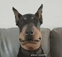 a dog with a big nose is sitting on a couch and looking at the camera .