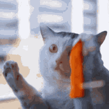 Cat Cleaning Window Cute Cat GIF - Cat Cleaning Window Cute Cat GIFs