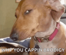 a brown and white dog with a pink collar is looking at the camera with the words `` why you cappin brodigy '' .