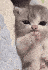 a close up of a kitten licking its paws on a bed .