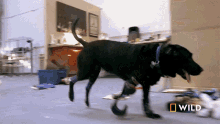 running laci national geographic wizard of paws a dog tries on a prosthetic leg