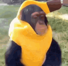 Monkey Banana GIF