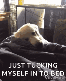 Hiding Under Covers Tired GIF - Hiding Under Covers Tired Sleepy GIFs