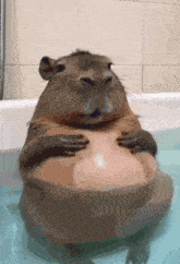 a capybara is sitting in a bathtub with its arms around its belly .