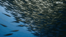 Fish Sea GIF