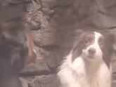 a brown and white dog is standing in front of a rock wall