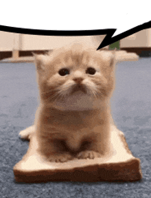 Cute Car Cute Cat GIF