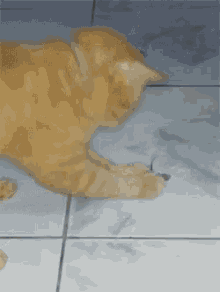 猫 老鼠 逃跑 GIF - Cat Kitten Mouse GIFs