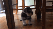 Cute Dog GIF - Cute Dog Socuge GIFs