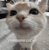 a close up of a cat 's face with the words oh lucas written below it