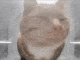 a close up of a cat 's face looking out of a window
