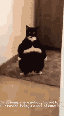 Im Standing Where Nobody Posed To Be Enemy GIF - Im Standing Where Nobody Posed To Be Enemy Cat GIFs