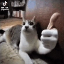 Botaabucetanareta Gato Thumbsup GIF - Botaabucetanareta Gato Thumbsup Cat Thumbs Up GIFs