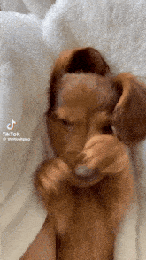 Hushpuppy Cute Dog GIF - Hushpuppy Cute Dog Give It To Me GIFs