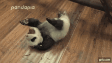 Panda Morning GIF - Panda Morning GIFs