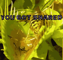 You Got Snared Snarer GIF - You Got Snared Snarer Snared GIFs