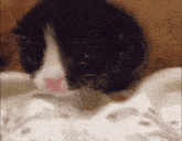 a black and white cat with a pink nose is looking at the camera