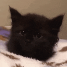 Sad Cat GIF - Sad Cat Black GIFs