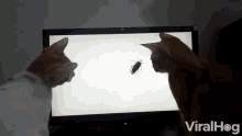 Cockroach Cats GIF - Cockroach Cats Struggling GIFs
