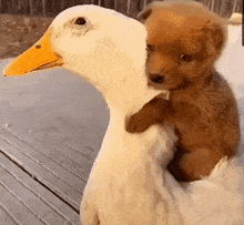 dog duck hug