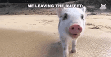Leaving Buffet GIF - Leaving Buffet Pig GIFs