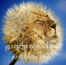 a picture of a lion with a dandelion on its head with the words go right ahead twin just blow me