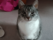 a gray and white cat sitting on a carpet