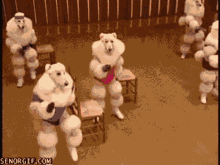 Exercise Home GIF - Exercise Home Poodle GIFs