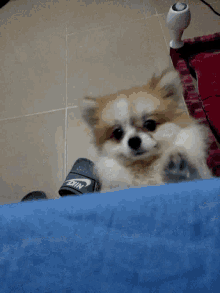 Wake Up Cute GIF - Wake Up Cute Dog GIFs
