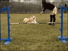 training dog