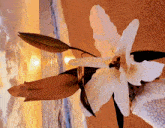 a white flower sits on a sandy beach with the sun setting behind it