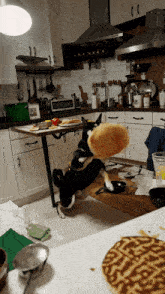 a black and white dog standing on its hind legs holding a piece of bread