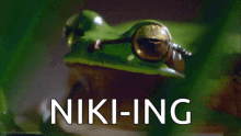 Niki Ing Frog GIF - Niki Ing Frog Ribbit GIFs