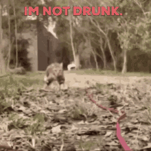 not drunk im not drunk drunk drunk walk cat drunk