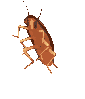Cockroach Dancing Sticker