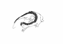a black and white drawing of a squirrel with a tail