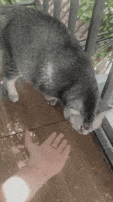 a person 's hand is reaching out towards a cat on a balcony