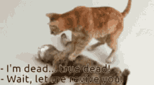 Dead Cat GIF - Dead Cat GIFs