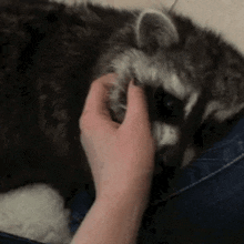 Raccoon Sleepy Raccoon GIF - Raccoon Sleepy Raccoon Raccoon Pet GIFs