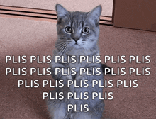 a cat with a caption that says plis plis plis plis plis plis plis plis