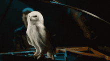Owl Night GIF - Owl Night Animals GIFs