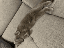 Good Night Cat GIF - Good Night Cat Britishshorthair GIFs