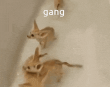 Gang Fennec GIF - Gang Fennec Fox GIFs