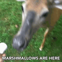 smores marshmallows