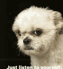 Pissed Off Dog GIFs | Tenor