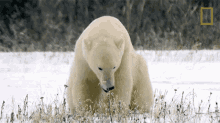 Yawning Polar Bear Destination Wild GIF