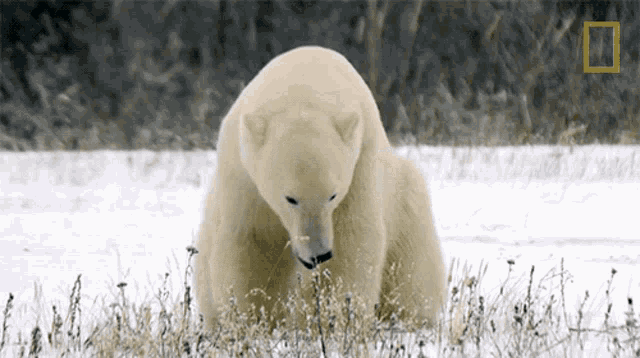 Yawning Polar Bear Destination Wild 