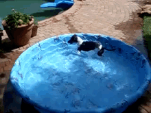 I'Ll Get Him One Of These Days! GIF - Dog Pool Circle GIFs